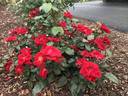 Thrive! rose photo