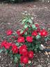 Thrive! rose photo