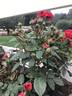 Roxanne ™ Veranda rose photo