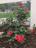 Roxanne ™ Veranda rose photo