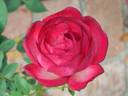 Hoot 'n' Holler rose photo