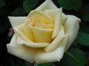 Butter Cream ™ rose photo