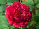 Children's Hope rose photo