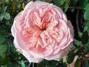 Addo Heritage rose photo