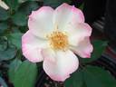 Dick Streeper rose photo