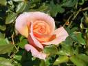 Velvet Orange rose photo
