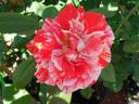 Special Effects rose photo