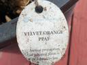 Velvet Orange rose photo