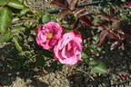 Prelud rose photo