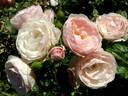 Hans Gönewein Rose rose photo
