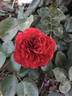 Roxanne ™ Veranda rose photo