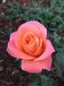 Today rose photo