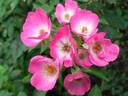Schubert rose photo