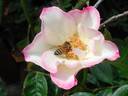 Dick Streeper rose photo