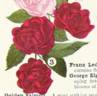 Kersbergen rose photo
