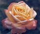 Dorothy Wilson rose photo