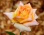 Citrus Candy rose photo