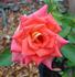 Citrus Candy rose photo