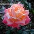 Lady Mavis Pilkington rose photo
