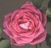 BR506 rose photo