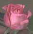 BR506 rose photo