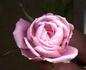 BR506 rose photo