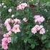 Trianon rose photo