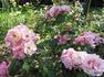 Trianon rose photo