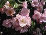 Twins rose photo