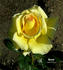 Barock rose photo