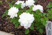 Frosty rose photo