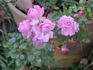 Happy Trails rose photo