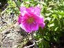 Monte Cassino rose photo