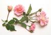 Poulsen's Pink rose photo