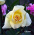 V for Victory rose photo
