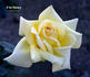 V for Victory rose photo