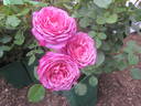 La Clé de la Rose rose photo