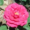 New Orleans rose photo