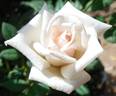 Amy Grant rose photo