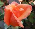 Velvet Orange rose photo