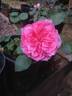 EagoBoni3 rose photo