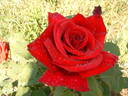 Firmament rose photo