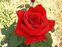 Firmament rose photo