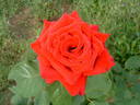 Firmament rose photo