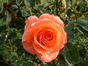 Paris 2000 ® rose photo
