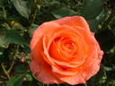 Paris 2000 ® rose photo
