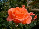Paris 2000 ® rose photo