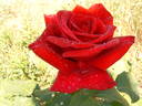 Firmament rose photo