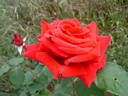Firmament rose photo