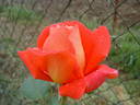 Sultane rose photo